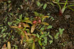 Shortseed waterwort